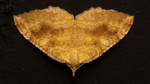 Yellow Shell looking down on me  Alerdinck,Camptogramma,Camptogramma bilineata,Geometridae,Geometroidea,Geotagged,Larentiinae,Lepidoptera,Netherlands,Xanthorhoini,Yellow Shell,moth week 2019,nl: Gestreepte goudspanner