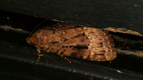 Amphipyra pyramidea/berbera - Hiding One of two species we have here, that are supposedly hard/impossible to ID without looking at the genitalia ...
A. pyramidea is probably much more common than berbera, but many records of pyramidea were never checked microscopically, so ... ??? basically. Alerdinck,Amphipyra,Amphipyra pyramidea/berbera,Geotagged,Lepidoptera,Netherlands,Noctuidae,nl: Pyramidevlinder