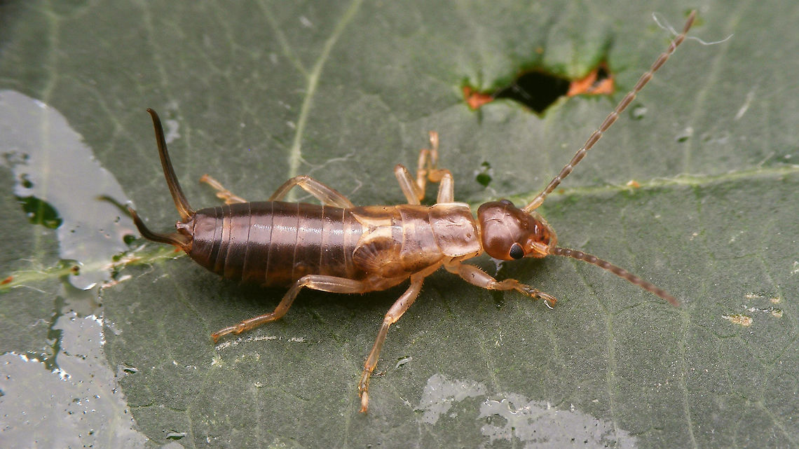 Forficula auricularia - Final stadium nymph  Dermaptera,Earwig,European Earwig,Forficula,Forficula Auricularia,Forficula auricularia,Forficulidae,Nymph,nl: Gewone oorworm