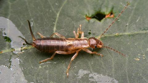 Forficula auricularia - Final stadium nymph  Dermaptera,Earwig,European Earwig,Forficula,Forficula Auricularia,Forficula auricularia,Forficulidae,Nymph,nl: Gewone oorworm