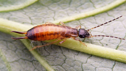 Apterygida media - Final stadium nymph  Apterygida,Apterygida media,Forficulidae,Hop-garden earwi,Nymph,Short-winged earwig,nl: Parkoorworm