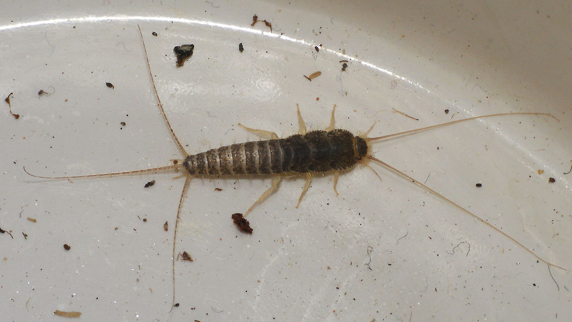 Ctenolepisma longicaudatum of course, also present here ... Alerdinck,Ctenolepisma,Ctenolepisma longicaudata,Ctenolepisma longicaudatum,Ctenolepismatinae,Geotagged,Gray silverfish,Lepismatidae,Netherlands,Zygentoma,nl: Papiervisje