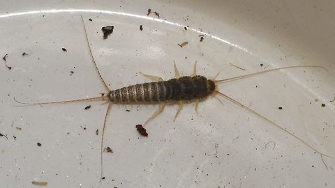 Ctenolepisma longicaudatum of course, also present here ... Alerdinck,Ctenolepisma,Ctenolepisma longicaudata,Ctenolepisma longicaudatum,Ctenolepismatinae,Geotagged,Gray silverfish,Lepismatidae,Netherlands,Zygentoma,nl: Papiervisje
