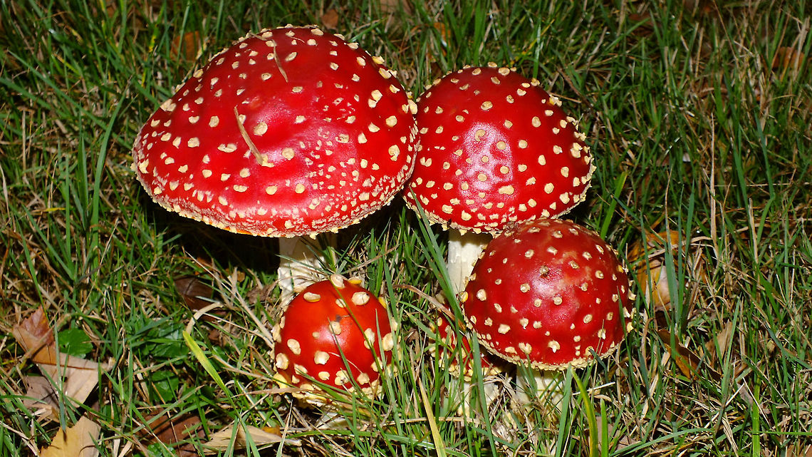 Amanita muscaria - Still globular  Agaricales,Agaricomycetes,Alerdinck,Amanita,Amanita muscaria,Amanitaceae,Basidiomycota,Fly agaric,Geotagged,Netherlands,nl: Vliegenzwam