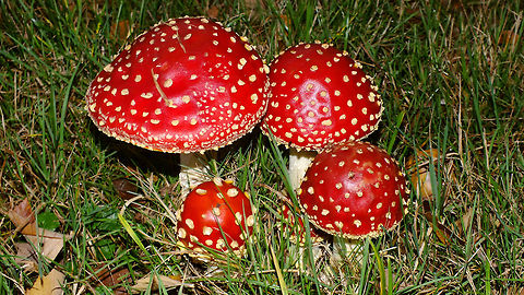 Amanita muscaria - Still globular  Agaricales,Agaricomycetes,Alerdinck,Amanita,Amanita muscaria,Amanitaceae,Basidiomycota,Fly agaric,Geotagged,Netherlands,nl: Vliegenzwam