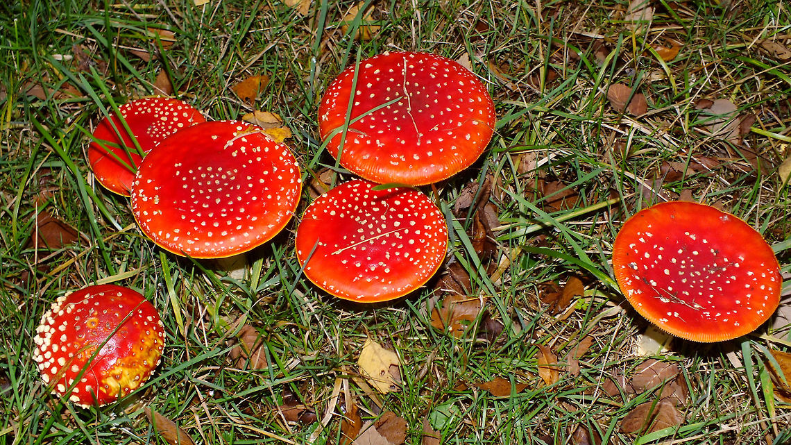 Amanita muscaria - Flat  Agaricales,Agaricomycetes,Alerdinck,Amanita,Amanita muscaria,Amanitaceae,Basidiomycota,Fly agaric,Geotagged,Netherlands,nl: Vliegenzwam