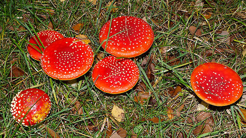 Amanita muscaria - Flat  Agaricales,Agaricomycetes,Alerdinck,Amanita,Amanita muscaria,Amanitaceae,Basidiomycota,Fly agaric,Geotagged,Netherlands,nl: Vliegenzwam