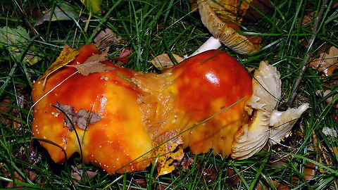 Amanita muscaria - Withering  Agaricales,Agaricomycetes,Alerdinck,Amanita,Amanita muscaria,Amanitaceae,Basidiomycota,Fly agaric,Geotagged,Netherlands,nl: Vliegenzwam
