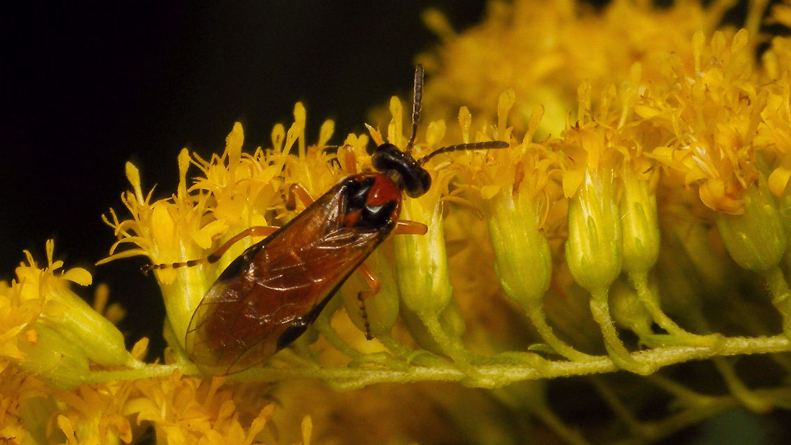 Athalia rosae Whoops - I figured I&#039;d add this for Den Alerdinck, but already had it uploaded before and this is no improvement over the earlier images ... oh well, I&#039;ll leave it here anyway now *rolleyes* ... Alerdinck,Allantinae,Athalia,Athalia rosae,Geotagged,Hymenoptera,Netherlands,Symphyta,Tenthredinidae,Tenthredinoidea,Turnip sawfly,nl: Knollenbladwesp