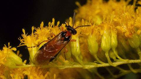 Athalia rosae Whoops - I figured I'd add this for Den Alerdinck, but already had it uploaded before and this is no improvement over the earlier images ... oh well, I'll leave it here anyway now *rolleyes* ... Alerdinck,Allantinae,Athalia,Athalia rosae,Geotagged,Hymenoptera,Netherlands,Symphyta,Tenthredinidae,Tenthredinoidea,Turnip sawfly,nl: Knollenbladwesp