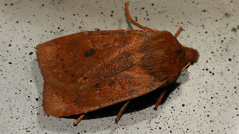 Conistra vaccinii  Alerdinck,Chestnut,Conistra,Conistra vaccinii,Geotagged,Lepidoptera,Netherlands,Noctuidae,Noctuinae,Xylenini,nl: Bosbesuil