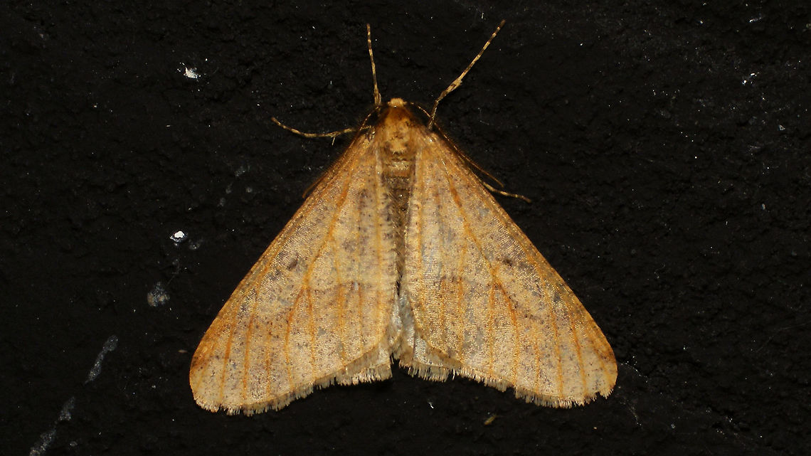 Erannis defoliaria - Male Detail of head/antennae here:<br />
<figure class="photo"><a href="https://www.jungledragon.com/image/85781/erannis_defoliaria_-_detail_of_head_w._antennae.html" title="Erannis defoliaria - Detail of head w. antennae"><img src="https://s3.amazonaws.com/media.jungledragon.com/images/3043/85781_thumb.jpg?AWSAccessKeyId=05GMT0V3GWVNE7GGM1R2&Expires=1769040010&Signature=FnAI6xMMjv9r2U%2FOnwBaGOY5PQk%3D" width="200" height="114" alt="Erannis defoliaria - Detail of head w. antennae Full animal here:<br />
https://www.jungledragon.com/image/85780/erannis_defoliaria.html Alerdinck,Bistonini,Ennominae,Erannis,Erannis defoliaria,Geometridae,Geometroidea,Geotagged,Lepidoptera,Mottled Umber,Netherlands,nl: Grote wintervlinder" /></a></figure> Alerdinck,Bistonini,Ennominae,Erannis,Erannis defoliaria,Geometridae,Geometroidea,Geotagged,Lepidoptera,Mottled Umber,Netherlands,nl: Grote wintervlinder
