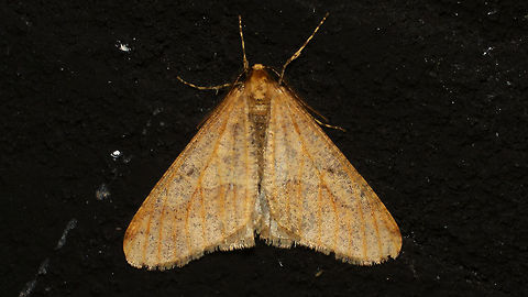 Erannis defoliaria - Male Detail of head/antennae here:
https://www.jungledragon.com/image/85781/erannis_defoliaria_-_detail_of_head_w._antennae.html Alerdinck,Bistonini,Ennominae,Erannis,Erannis defoliaria,Geometridae,Geometroidea,Geotagged,Lepidoptera,Mottled Umber,Netherlands,nl: Grote wintervlinder
