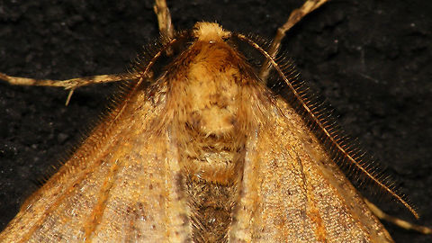 Erannis defoliaria - Detail of head w. antennae Full animal here:
https://www.jungledragon.com/image/85780/erannis_defoliaria.html Alerdinck,Bistonini,Ennominae,Erannis,Erannis defoliaria,Geometridae,Geometroidea,Geotagged,Lepidoptera,Mottled Umber,Netherlands,nl: Grote wintervlinder