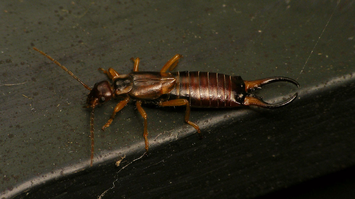 Male Forficula auricularia on a nightly stroll  Alerdinck,Dermaptera,Earwig,European Earwig,Forficula,Forficula auricularia,Forficulidae,Geotagged,Netherlands,nl: Gewone oorworm