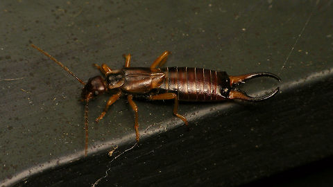 Male Forficula auricularia on a nightly stroll  Alerdinck,Dermaptera,Earwig,European Earwig,Forficula,Forficula auricularia,Forficulidae,Geotagged,Netherlands,nl: Gewone oorworm