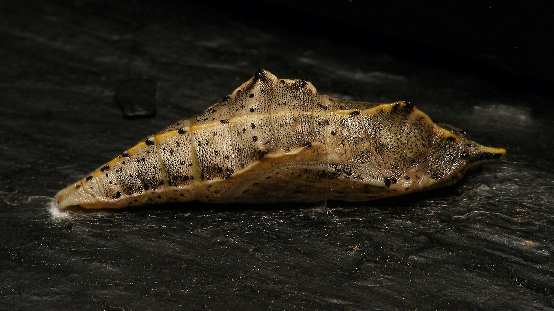 Pieris rapae - Pupa  Alerdinck,Geotagged,Lepidoptera,Netherlands,Pieridae,Pieris,Pieris rapae,Pupa,Small White,nl: Klein koolwitje