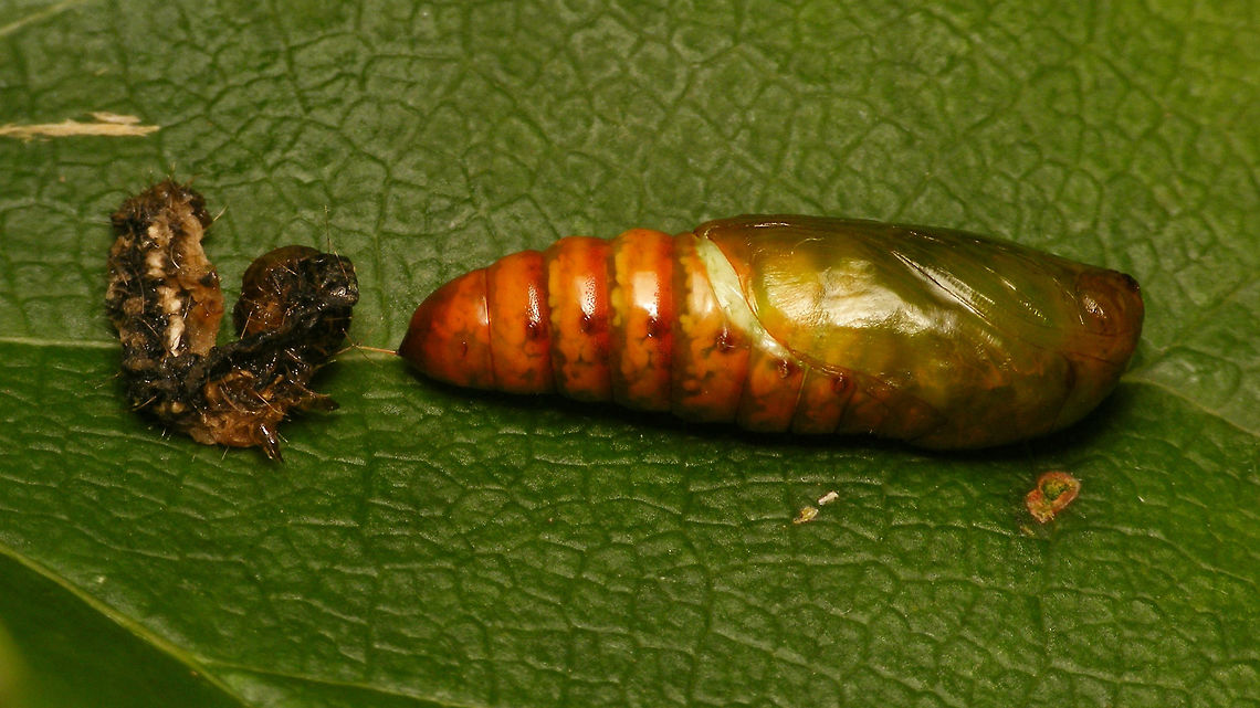 Helicoverpa armigera - Teneral pupa Last week, it decided it was time to go and pupate :o)<br />
Here are the images of the caterpillar:<br />
<figure class="photo"><a href="https://www.jungledragon.com/image/85572/helicoverpa_armigera_-_with_red_poo.html" title="Helicoverpa armigera - With red poo"><img src="https://s3.amazonaws.com/media.jungledragon.com/images/3043/85572_thumb.jpg?AWSAccessKeyId=05GMT0V3GWVNE7GGM1R2&Expires=1759968010&Signature=92TVOwxNPvbGjHfRkYLlFrXz6OY%3D" width="200" height="114" alt="Helicoverpa armigera - With red poo Jeanette found this caterpillar on strawberries she bought at the supermarket.<br />
Here is the same animal a week later, feeding on cucumber and hence with green poo :o)<br />
https://www.jungledragon.com/image/85573/helicoverpa_armigera_-_with_green_poo.html Caterpillar,Cotton bollworm,Helicoverpa,Helicoverpa armigera,Heliothinae,Lepidoptera,Noctuidae,Noctuoidea,nl: Katoendaguil" /></a></figure><br />
<figure class="photo"><a href="https://www.jungledragon.com/image/85573/helicoverpa_armigera_-_with_green_poo.html" title="Helicoverpa armigera - With green poo"><img src="https://s3.amazonaws.com/media.jungledragon.com/images/3043/85573_thumb.jpg?AWSAccessKeyId=05GMT0V3GWVNE7GGM1R2&Expires=1759968010&Signature=knVzLNQzt9eIbjhuCw5EULAhla8%3D" width="200" height="114" alt="Helicoverpa armigera - With green poo The green poo seems to be &quot;normal&quot;, although in other caterpillars it is often blackish-brown. The youngster in this image had been feeding on cucumber and salad for a week, but was originally found on strawberries. Below is the same animal a week earlier, feeding on strawberry and (hence?!) with red poo :o)<br />
https://www.jungledragon.com/image/85572/helicoverpa_armigera_-_with_red_poo.html Caterpillar,Cotton bollworm,Helicoverpa,Helicoverpa armigera,Heliothinae,Lepidoptera,Noctuidae,Noctuoidea,nl: Katoendaguil" /></a></figure><br />
Update: Same pupa about a week later:<br />
<figure class="photo"><a href="https://www.jungledragon.com/image/85859/helicoverpa_armigera_-_pupa.html" title="Helicoverpa armigera - Pupa"><img src="https://s3.amazonaws.com/media.jungledragon.com/images/3043/85859_thumb.jpg?AWSAccessKeyId=05GMT0V3GWVNE7GGM1R2&Expires=1759968010&Signature=X7NBZaaAMMD7h6qvjfOpHyr5bM8%3D" width="200" height="114" alt="Helicoverpa armigera - Pupa About a week after pupating. Fresh/teneral pupa here:<br />
https://www.jungledragon.com/image/85806/helicoverpa_armigera_-_teneral_pupa.html Cotton bollworm,Helicoverpa,Helicoverpa armigera,Heliothinae,Lepidoptera,Noctuidae,Noctuoidea,Pupa,nl: Katoendaguil" /></a></figure> Cotton bollworm,Helicoverpa,Helicoverpa armigera,Heliothinae,Lepidoptera,Noctuidae,Noctuoidea,Pupa,nl: Katoendaguil
