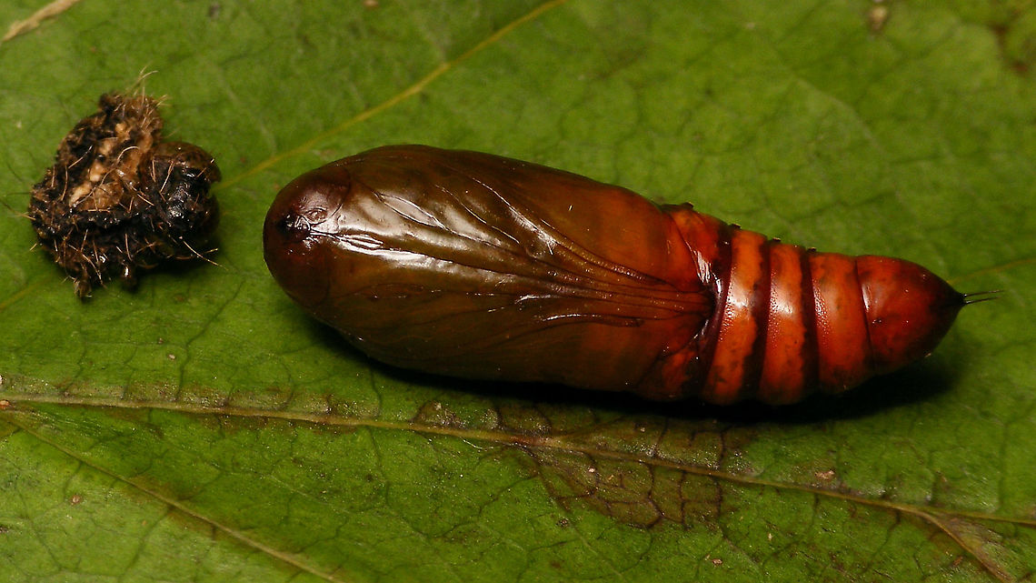 Helicoverpa armigera - Pupa About a week after pupating. Fresh/teneral pupa here:<br />
<figure class="photo"><a href="https://www.jungledragon.com/image/85806/helicoverpa_armigera_-_teneral_pupa.html" title="Helicoverpa armigera - Teneral pupa"><img src="https://s3.amazonaws.com/media.jungledragon.com/images/3043/85806_thumb.jpg?AWSAccessKeyId=05GMT0V3GWVNE7GGM1R2&Expires=1759968010&Signature=%2FN2aIjjSUvLNs4gItIDW%2BmLfVMY%3D" width="200" height="114" alt="Helicoverpa armigera - Teneral pupa Last week, it decided it was time to go and pupate :o)<br />
Here are the images of the caterpillar:<br />
https://www.jungledragon.com/image/85572/helicoverpa_armigera_-_with_red_poo.html<br />
https://www.jungledragon.com/image/85573/helicoverpa_armigera_-_with_green_poo.html<br />
Update: Same pupa about a week later:<br />
https://www.jungledragon.com/image/85859/helicoverpa_armigera_-_pupa.html Cotton bollworm,Helicoverpa,Helicoverpa armigera,Heliothinae,Lepidoptera,Noctuidae,Noctuoidea,Pupa,nl: Katoendaguil" /></a></figure> Cotton bollworm,Helicoverpa,Helicoverpa armigera,Heliothinae,Lepidoptera,Noctuidae,Noctuoidea,Pupa,nl: Katoendaguil