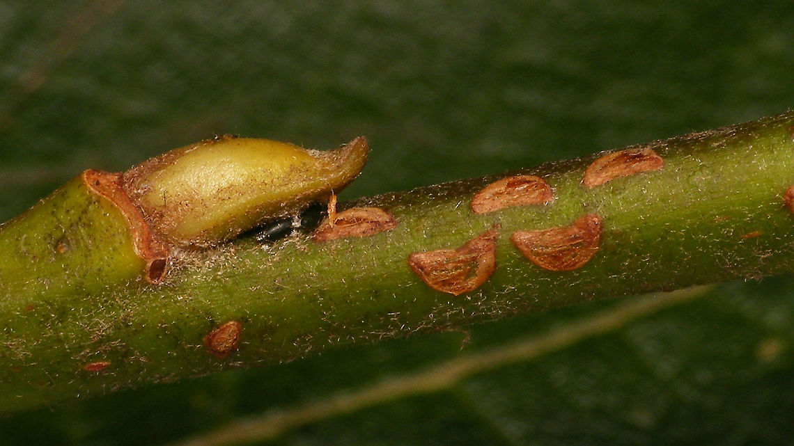 Salix caprea under attack Detail of a twig of Pussy willow (Salix caprea) with eggs deposited by the aphid Plocamaphis flocculosa (under the bud) and a series of egg pockets created by some Nematus spp. (a sawfly) earlier this year. Eggs,Nematus,Plocamaphis flocculosa,Pussy willow,Salix,Salix caprea,nl: Boswilg