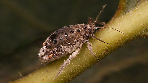Plocamaphis flocculosa - Oviparae Oviparae of Plocamaphis flocculosa subsp. brachysiphon (the Northwest European subspecies) Aphididae,Aphidoidea,Macrosiphini,Oviparae,Plocamaphis,Plocamaphis flocculosa,Sternorrhyncha,Waxy willow aphid