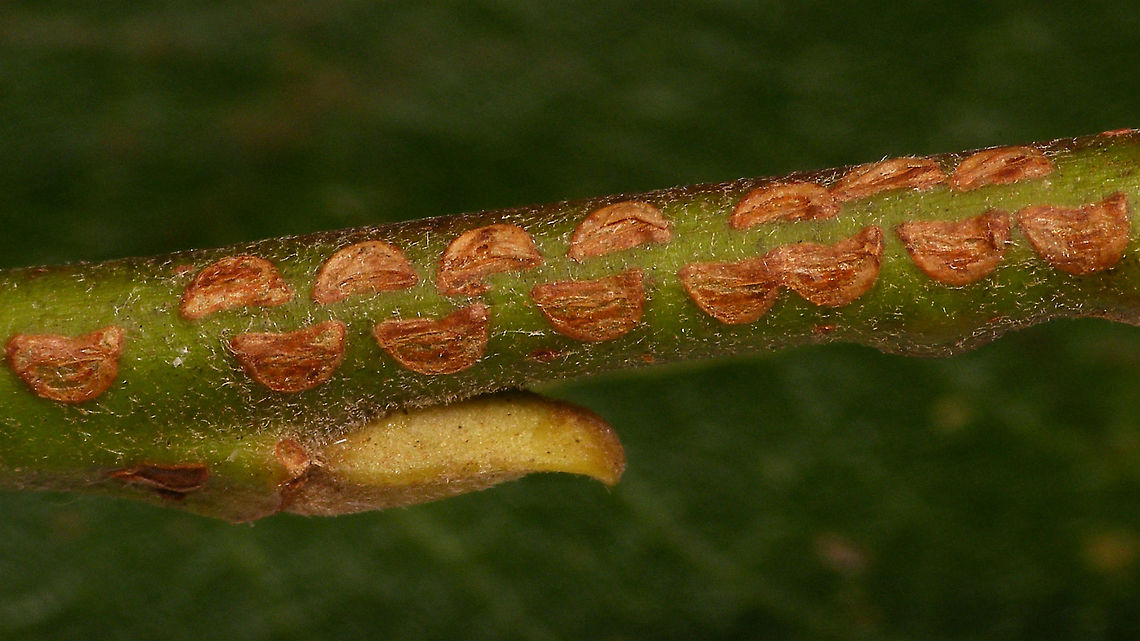 Nematus miliaris eggs (empty) on Pussy willow Series off egg pockets (or residual scars caused by these) created by the Sawfly Nematus miliaris on a twig of Pussy willow. Eggs,Hymenoptera,Nematinae,Nematus,Nematus miliaris,Pussy willow,Salix caprea,Sawfly,Symphyta,Tenthredinidae,nl: Boswilg,nl: Weidebladwesp