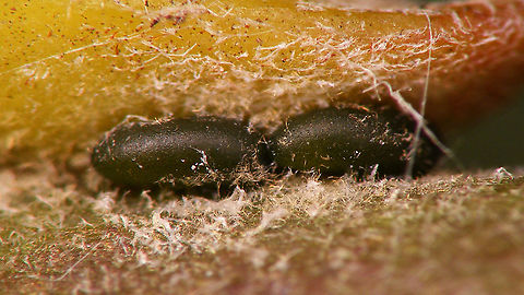 Plocamaphis flocculosa - Close-up of eggs Close up of these here eggs:
https://www.jungledragon.com/image/85865/plocamaphis_flocculosa_-_eggs.html Aphididae,Aphidoidea,Eggs,Macrosiphini,Plocamaphis,Plocamaphis flocculosa,Sternorrhyncha,Waxy willow aphid