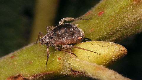 Plocamaphis flocculosa - Ovipositioning An oviparae of Plocamaphis flocculosa busy doing her thing, dropping off an egg in the narrow space between twig and bud on a Pussy willow (Salix caprea).
Here are some shots of (different) eggs:
https://www.jungledragon.com/image/85865/plocamaphis_flocculosa_-_eggs.html
https://www.jungledragon.com/image/85863/plocamaphis_flocculosa_-_close-up_of_eggs.html Aphididae,Aphidoidea,Egg,Macrosiphini,Plocamaphis,Plocamaphis flocculosa,Salix caprea,Sternorrhyncha,Waxy willow aphid,oviposition