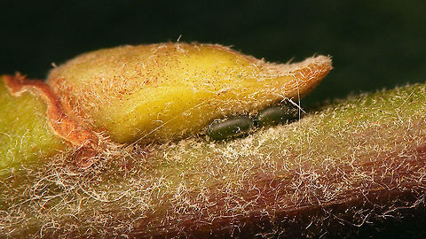 Plocamaphis flocculosa - Eggs Typical position of eggs (under a bud, of Salix caprea in this case) laid in October by the oviparae of the Waxy willow aphid (Plocamaphis flocculosa)
Close-up of eggs here: 
https://www.jungledragon.com/image/85863/plocamaphis_flocculosa_-_close-up_of_eggs.html Aphididae,Aphidoidea,Eggs,Macrosiphini,Plocamaphis,Plocamaphis flocculosa,Salix caprea,Sternorrhyncha,Waxy willow aphid
