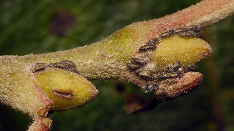Plocamaphis flocculosa - Eggs galore Most of the time the eggs seem to be laid as a single egg or maybe two or three in the narrow space between bud and twig, but this spot seems to have had special attractive powers on the ladies ... Aphididae,Aphidoidea,Eggs,Geotagged,Macrosiphini,Netherlands,Plocamaphis,Plocamaphis flocculosa,Salix caprea,Sternorrhyncha,Waxy willow aphid