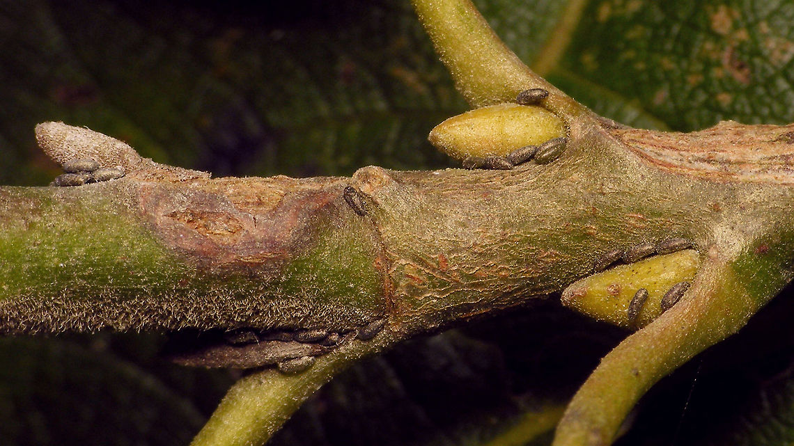 Plocamaphis flocculosa - Eggs everywhere Eggs in almost every &quot;suitable&quot; spot ... Aphididae,Aphidoidea,Eggs,Geotagged,Macrosiphini,Netherlands,Plocamaphis,Plocamaphis flocculosa,Salix caprea,Sternorrhyncha,Waxy willow aphid
