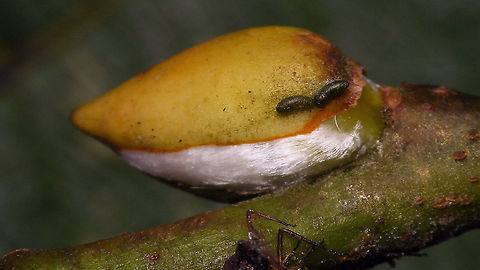 Plocamaphis flocculosa - Eggs about to fail These eggs must have been laid, as usual, in the crack between bud and twig, but as the bud has opened and already started growing, these are now lifted off and will probably drop to the ground soon. Aphididae,Aphidoidea,Eggs,Geotagged,Macrosiphini,Netherlands,Plocamaphis,Plocamaphis flocculosa,Salix caprea,Sternorrhyncha,Waxy willow aphid