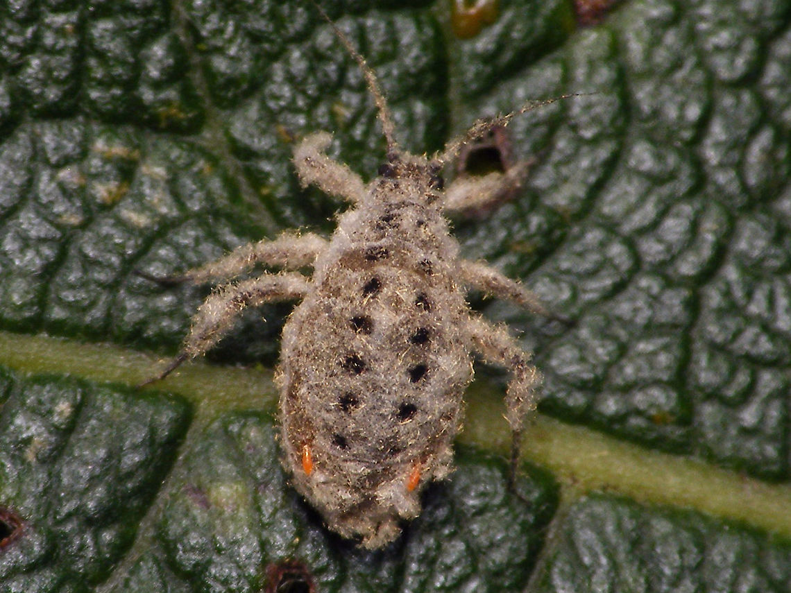 Plocamaphis flocculosa  Aphididae,Aphidoidea,Geotagged,Macrosiphini,Netherlands,Plocamaphis,Plocamaphis flocculosa,Salix caprea,Sternorrhyncha,Waxy willow aphid