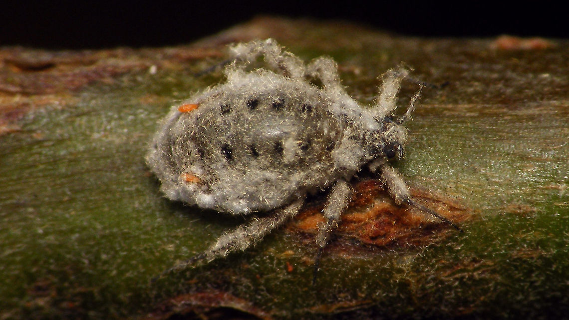 Plocamaphis flocculosa - Waxy 'n wooly Here is one with most of the wax still on it Aphididae,Aphidoidea,Geotagged,Macrosiphini,Netherlands,Plocamaphis,Plocamaphis flocculosa,Salix caprea,Sternorrhyncha,Waxy willow aphid