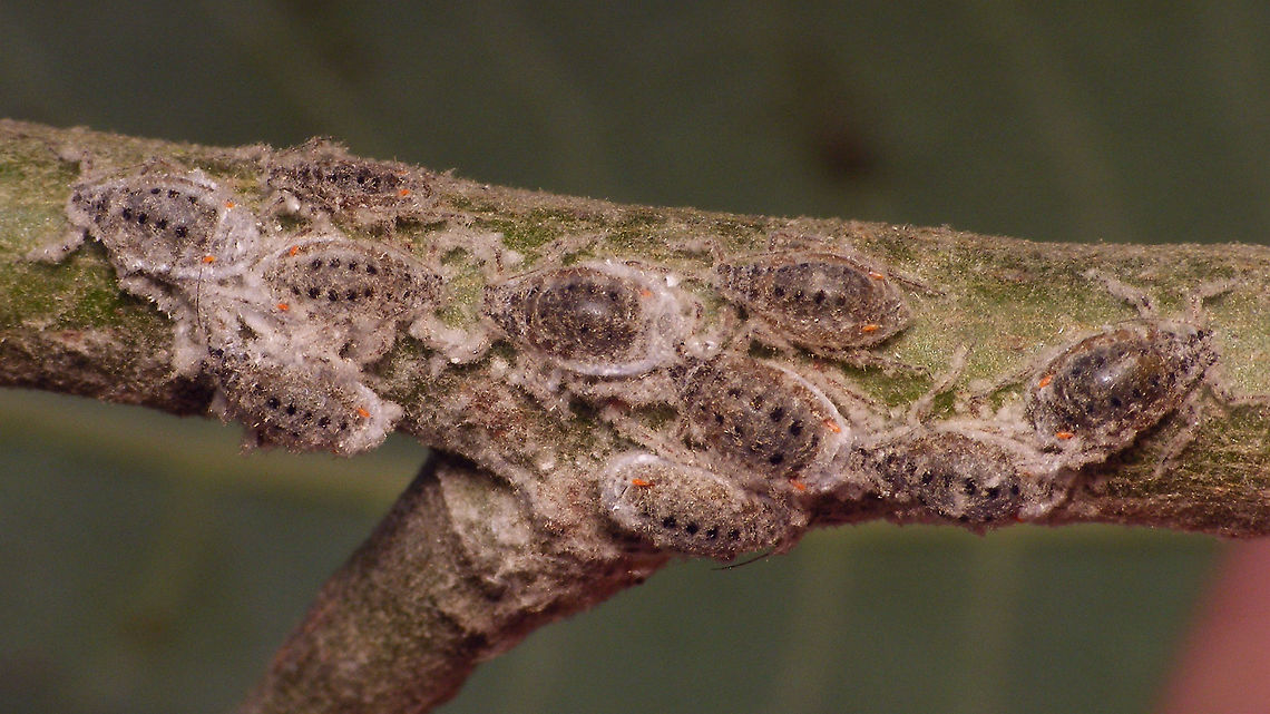 Plocamaphis flocculosa - Clustering  Aphididae,Aphidoidea,Geotagged,Macrosiphini,Netherlands,Plocamaphis,Plocamaphis flocculosa,Salix caprea,Sternorrhyncha,Waxy willow aphid