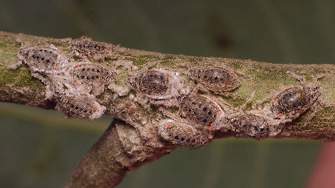 Plocamaphis flocculosa - Clustering  Aphididae,Aphidoidea,Geotagged,Macrosiphini,Netherlands,Plocamaphis,Plocamaphis flocculosa,Salix caprea,Sternorrhyncha,Waxy willow aphid