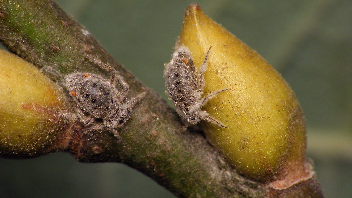 Plocamaphis flocculosa - Egg waxed up When the eggs are freshly laid they are shiny dark green (as seen on some other images). Yet, most eggs found on the twigs later are pale and dusty. I was considering that, like the adults, maybe the eggs would secrete some wax themselves, but then we noticed this lady rubbing her hind legs over her abdomen to transfer some of her wax onto the freshly laid egg ... Aphididae,Aphidoidea,Egg,Geotagged,Macrosiphini,Netherlands,Plocamaphis,Plocamaphis flocculosa,Salix caprea,Sternorrhyncha,Waxy willow aphid