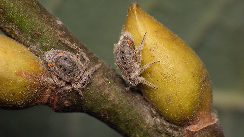 Plocamaphis flocculosa - Egg waxed up When the eggs are freshly laid they are shiny dark green (as seen on some other images). Yet, most eggs found on the twigs later are pale and dusty. I was considering that, like the adults, maybe the eggs would secrete some wax themselves, but then we noticed this lady rubbing her hind legs over her abdomen to transfer some of her wax onto the freshly laid egg ... Aphididae,Aphidoidea,Egg,Geotagged,Macrosiphini,Netherlands,Plocamaphis,Plocamaphis flocculosa,Salix caprea,Sternorrhyncha,Waxy willow aphid