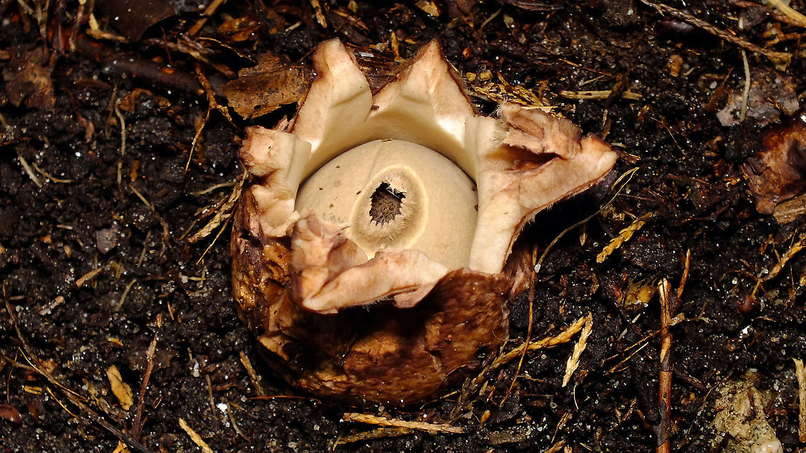 Geastrum triplex - Opening up  Fungi,Geastraceae,Geastrum,Geastrum triplex,Jane's garden,Mushrooms,Saucered earthstar,nl: Gekraagde aardster