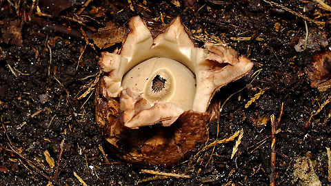 Geastrum triplex - Opening up  Fungi,Geastraceae,Geastrum,Geastrum triplex,Jane's garden,Mushrooms,Saucered earthstar,nl: Gekraagde aardster