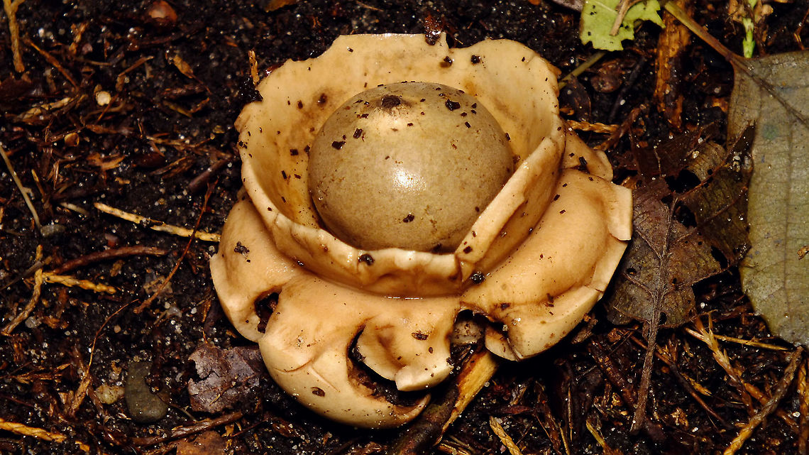 Jane's garden,Geastrum triplex - Still closed  Fungi,Geastraceae,Geastrum,Geastrum triplex,Mushrooms,Saucered earthstar,nl: Gekraagde aardster