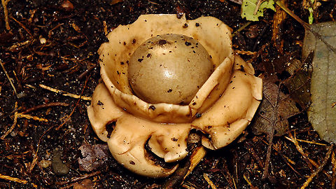 Geastrum triplex