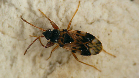 Scolopostethus pictus  Geotagged,Hemiptera,Heteroptera,Lygaeidae,Netherlands,Rhyparochromidae,Rhyparochrominae,Scolopostethus,Scolopostethus pictus,Seed Bug,nl: Bonte zaagpoot