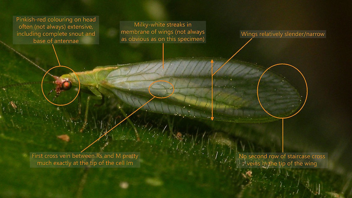 Peyerimhoffina gracilis - ID help Please note that this is an extremely clear example of P. gracilis. The red colouring on the head and white streaks in te wing membrane can be almost unrecognizable! Compare to these images bij Ingrid Altmann<br />
<a href="https://observation.org/waarneming/view/113801980" rel="nofollow">https://observation.org/waarneming/view/113801980</a><br />
<a href="https://observation.org/waarneming/view/113802061" rel="nofollow">https://observation.org/waarneming/view/113802061</a><br />
<br />
Here are some of the contrasting details for Chrysoperla spp:<br />
<figure class="photo"><a href="https://www.jungledragon.com/image/86441/chrysoperla_fluegeladerungsmerkmale.html" title="Chrysoperla Fluegeladerungsmerkmale"><img src="https://s3.amazonaws.com/media.jungledragon.com/images/3043/86441_thumb.jpg?AWSAccessKeyId=05GMT0V3GWVNE7GGM1R2&Expires=1759968010&Signature=raFVn0q76OOzF9rrp6yp5cgJX7w%3D" width="200" height="150" alt="Chrysoperla Fluegeladerungsmerkmale Just stumbled on this collage that I created years ago for use on a German forum. I&#039;m going to be quick, dirty and lazy about it and just upload it as is for now.<br />
Translation:<br />
Red: First cross vein between Rs and M situated well beyond the tip of the intermedial cell Im (note that specimen of Ch. carnea s.l. with the vein more or less exactly at the tip (like P. gracilis) also DO occur fairly regularly!) <br />
Green: A complete second row of staircase cross veins in the tip of the wing.<br />
<br />
Compare with this ID help for Peyerimhoffina gracilis!<br />
https://www.jungledragon.com/image/86167/peyerimhoffina_gracilis_-_id_help.html Chrysoperla,Chrysoperla carnea,Chrysopidae,Common green lacewing,Neuroptera ID help,nl: Goudoogje" /></a></figure> Chrysopidae,Chrysopinae,Chrysopini,Geotagged,Jane's garden,Netherlands,Neuroptera,Neuroptera ID help,Peyerimhoffina gracilis,nl: Slanke gaasvlieg