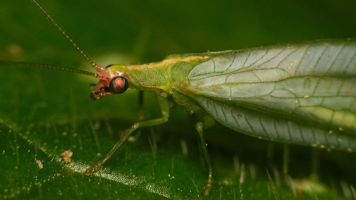 Peyerimhoffina gracilis - Close-up  Chrysopidae,Chrysopinae,Chrysopini,Geotagged,Jane's garden,Netherlands,Neuroptera,Peyerimhoffina gracilis,nl: Slanke gaasvlieg