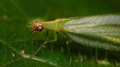 Peyerimhoffina gracilis - Close-up  Chrysopidae,Chrysopinae,Chrysopini,Geotagged,Jane's garden,Netherlands,Neuroptera,Peyerimhoffina gracilis,nl: Slanke gaasvlieg