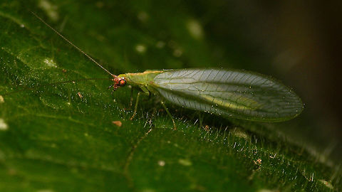 Peyerimhoffina gracilis  Chrysopidae,Chrysopinae,Chrysopini,Geotagged,Jane's garden,Netherlands,Neuroptera,Peyerimhoffina gracilis,nl: Slanke gaasvlieg