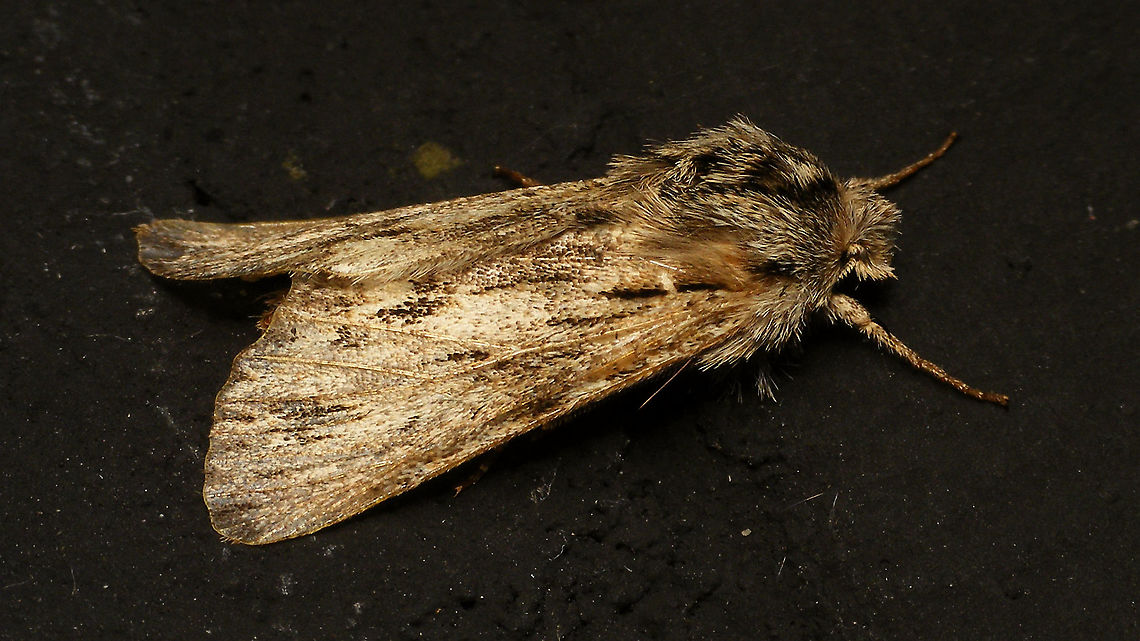 Asteroscopus sphinx  Alerdinck,Asteroscopus,Asteroscopus sphinx,Geotagged,Lepidoptera,Moth,Netherlands,Noctuidae,Sprawler,nl: Kromzitter