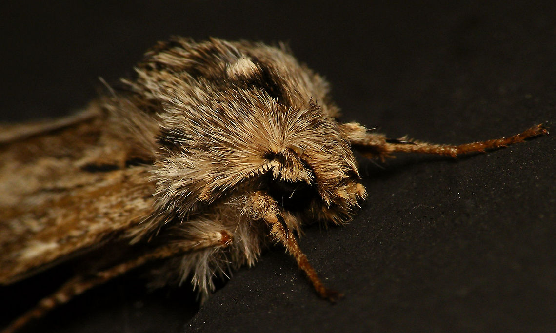 Asteroscopus sphinx - Portrait  Alerdinck,Asteroscopus,Asteroscopus sphinx,Geotagged,Lepidoptera,Moth,Netherlands,Noctuidae,Sprawler,nl: Kromzitter