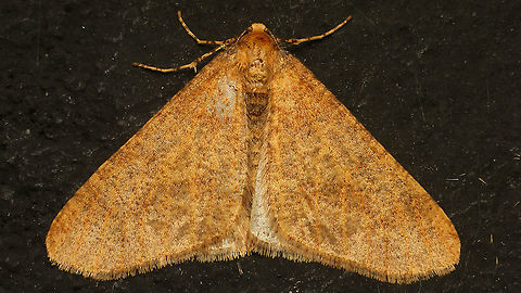 Erannis defoliaria - Mottled Specimen with very little/feeble "markings" - just mottled. Alerdinck,Bistonini,Ennominae,Erannis,Erannis defoliaria,Geometridae,Geometroidea,Geotagged,Lepidoptera,Mottled Umber,Netherlands,nl: Grote wintervlinder